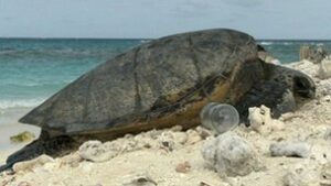 turtle nesting among plastics